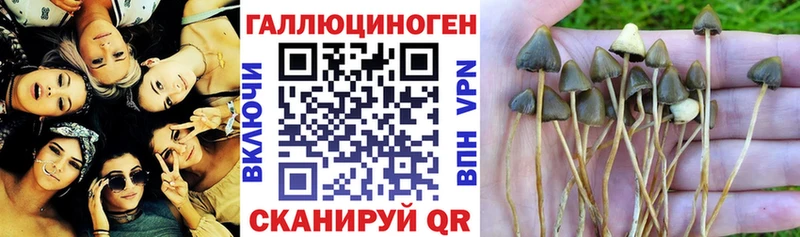 Купить закладки  Екатеринбург  Псилоцибиновые грибы Psilocybe 